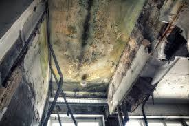 Why You Should Choose Our Mold Remediation Services in Chattahoochee, FL